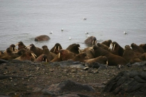19 groep walrussen