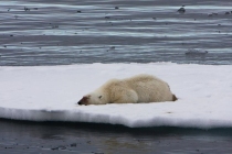 34 ijsbeer slaapt